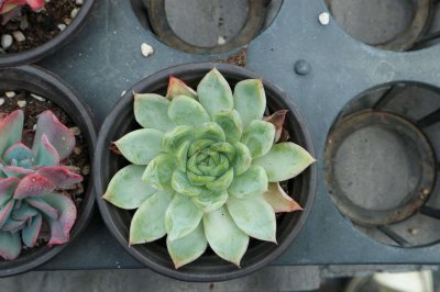 多肉怎么区分夏型种、冬型种、春秋型