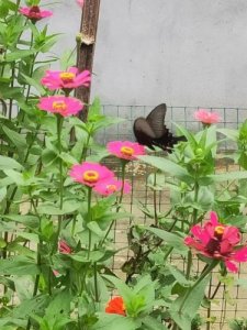 江畔独步寻花的诗意是什么意思?江畔独步寻花的诗意是什么20字