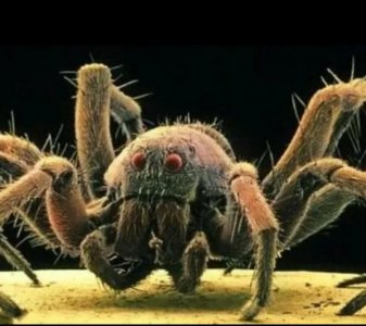 史前巨型魔鬼蜘蛛