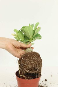 沙漠玫瑰浇多少水