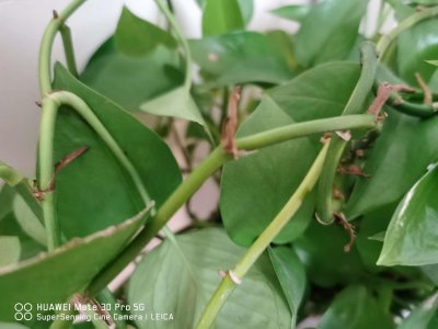 绿萝怎么移植到水里,插水里怎么生根快