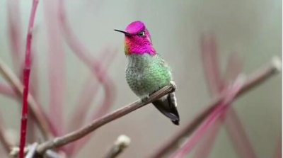 难得一见的“九头鸟”