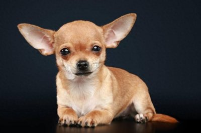 吉娃娃越来越不受人们待见,长得丑不听话,毛病太多了