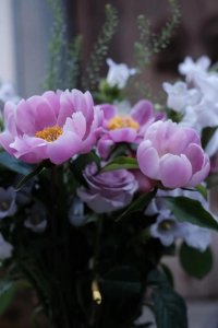 芍药不嫌春欲老