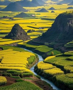 云南曲靖罗平万亩油菜花提前开放,这份旅游干货攻略记得收藏好