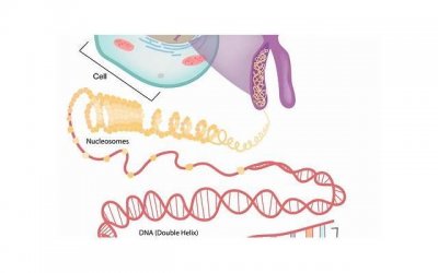 男子怀疑女儿不是亲生要求做dna(dna鉴定非亲生丈夫能接受吗)