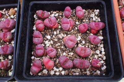 几种极品的生石花