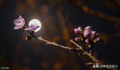 鹭洲诗岛第十三期同题酬唱活动“步和李无言《月下赏梅》”