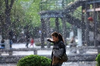 柳絮柳絮漫天飞