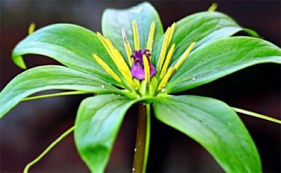 山里溪边1种野草,名叫七叶一枝花,地下根茎挖出来可卖800元1斤