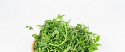 春天到,苜蓿菜悄然登场!它竟是“营养宝藏”,你知道怎么吃吗?