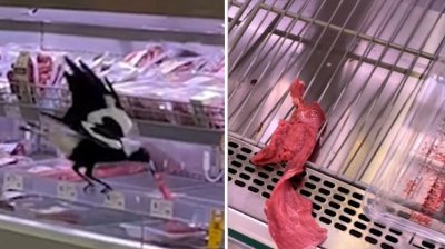 澳大利亚一只喜鹊在超市偷吃牛排 网友调侃“怪不得没肉可买”