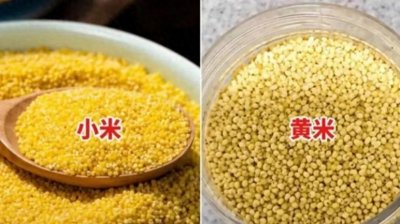 一个叫小米,一个叫黄米,同样是粗粮,区别可大了,别再买错!
